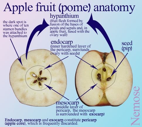 apple core cross-section