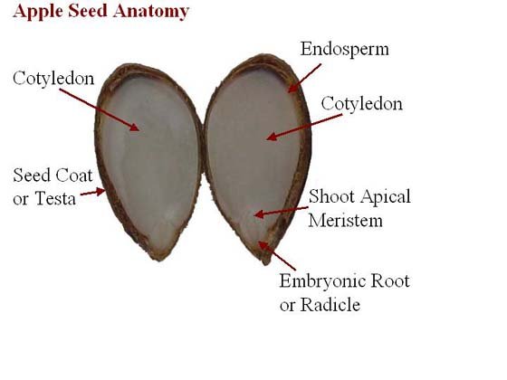 apple seed cavity