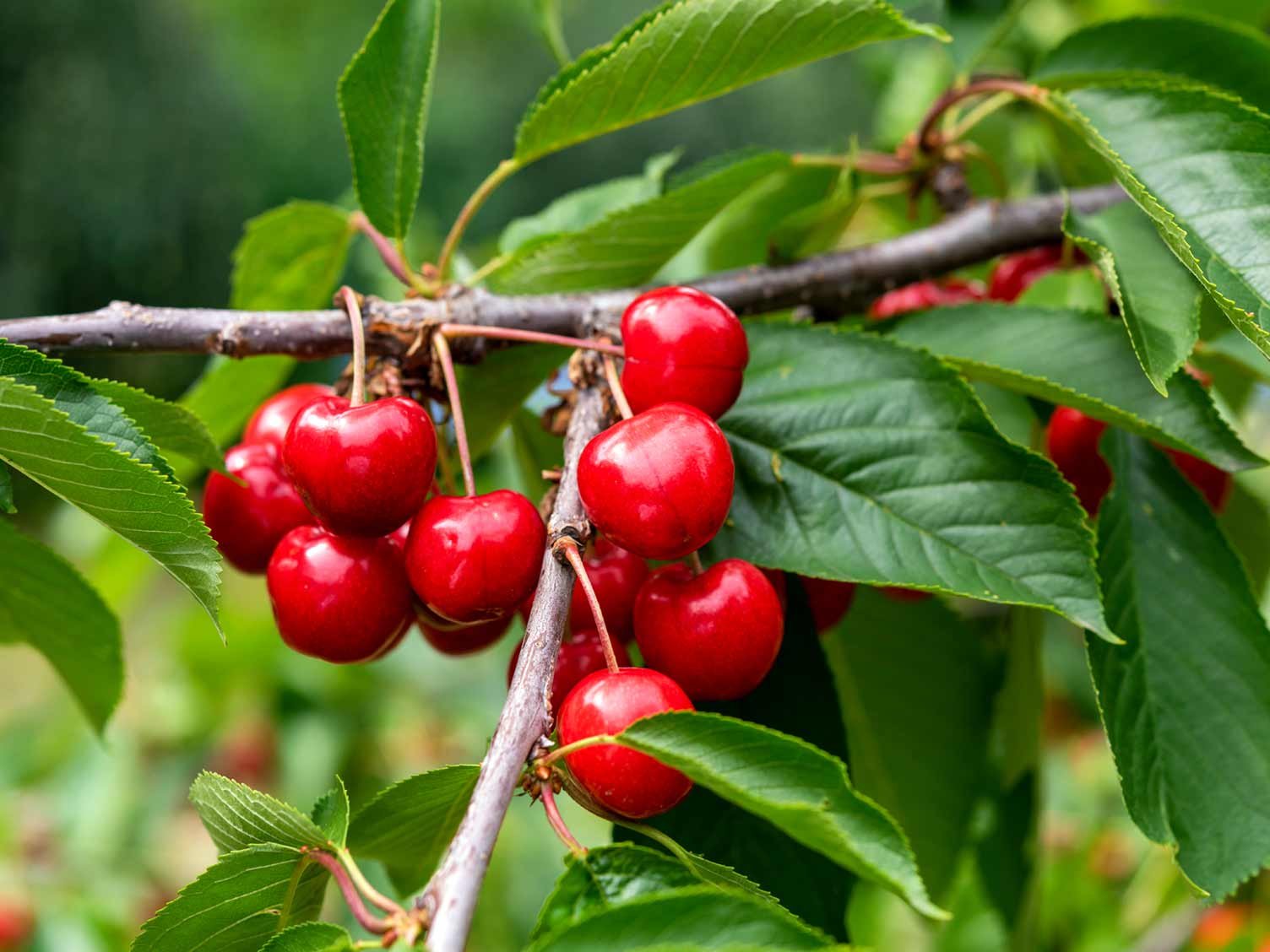 Cherry Juice Splashes Everywhere
