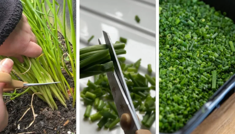 Chives being cut with multi-blade scissors
