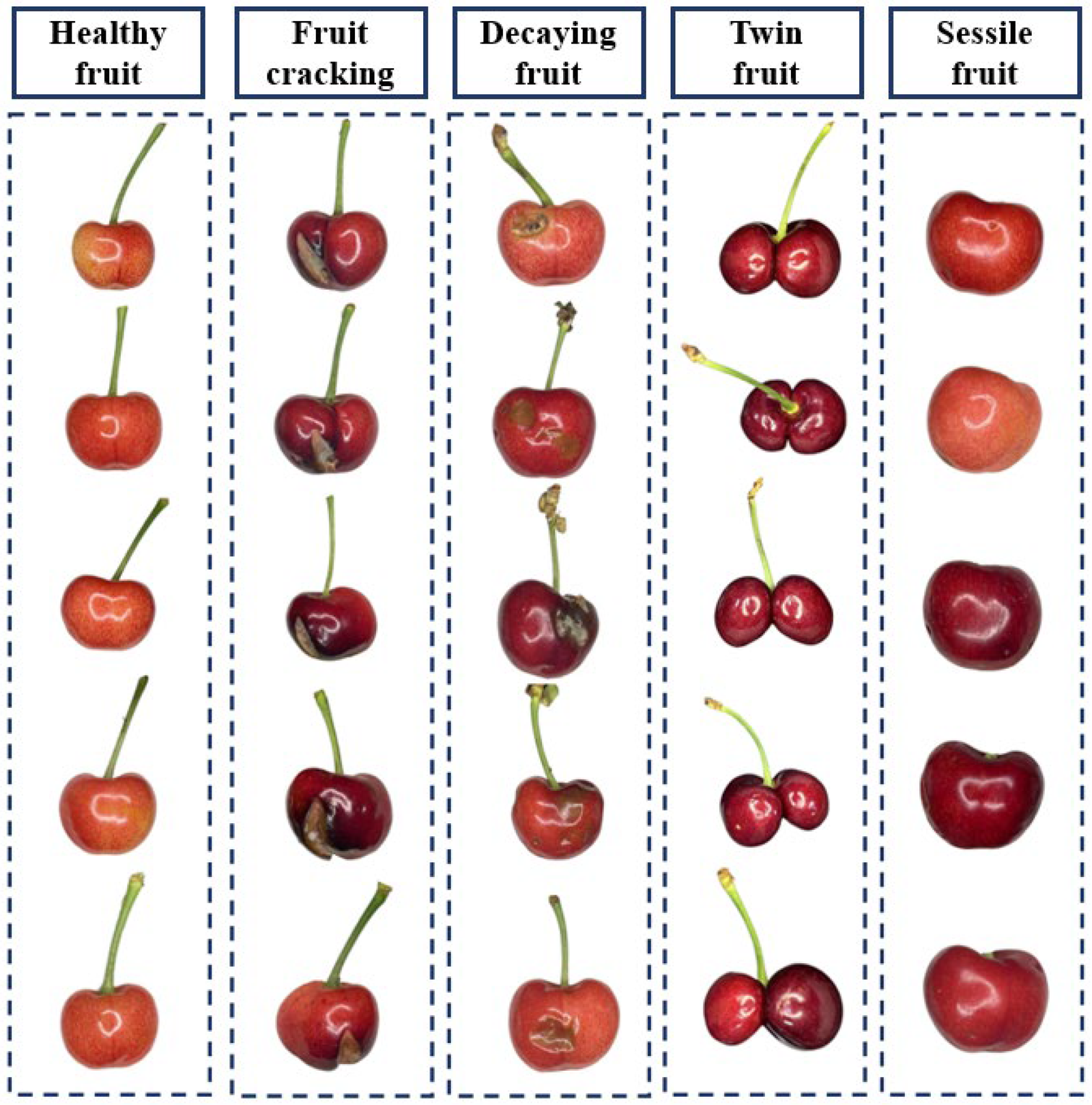 What Size Cherries Fit Most Pitters